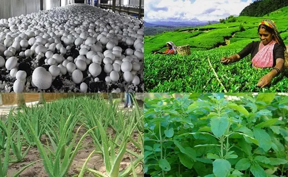 Agriculture Planting & Trainning